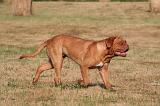 DOGUE DE BORDEAUX 428